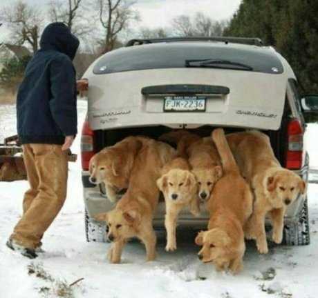 Who let the dogs out?