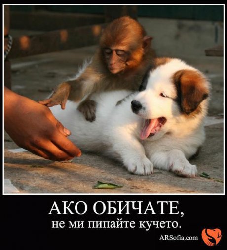 Не ми пипай кучето 