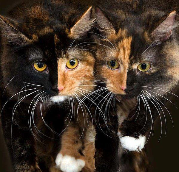 Перфектната двойка котки