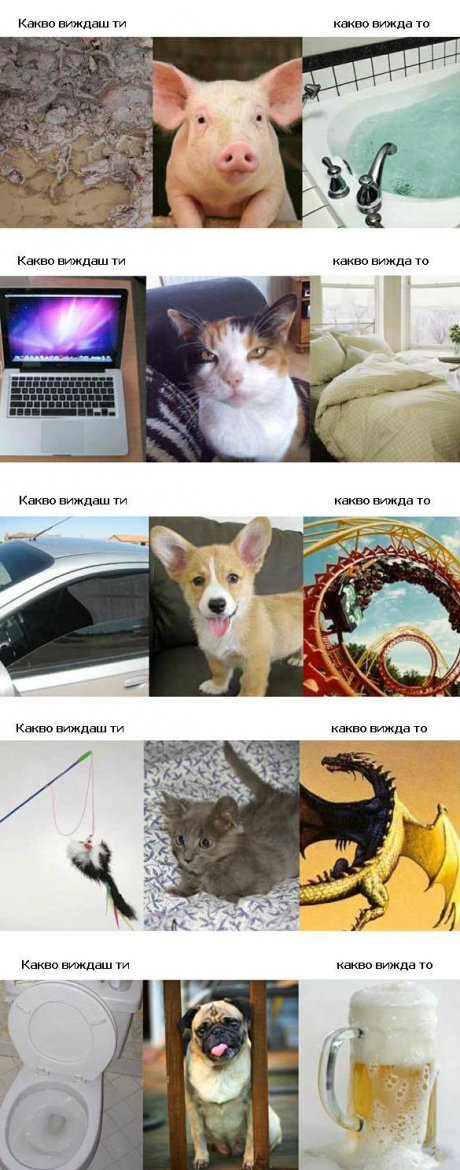 През очите на животните