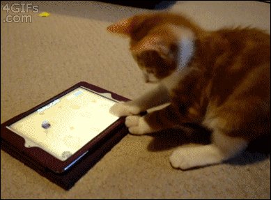 Играеща котка