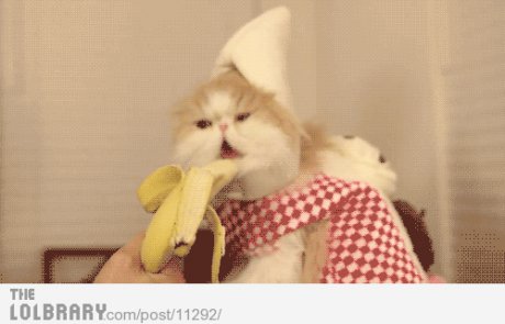 Забавна котка