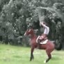 Трениране на кон?