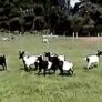 Стряскане на стадо кози