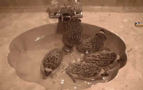 Вана с таралежи