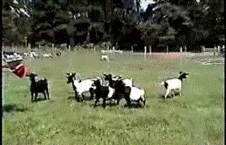 Стряскане на стадо кози