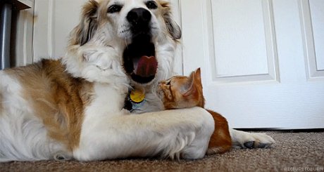 Игра на куче и котка