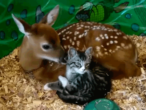 Приятелство между котка и елен