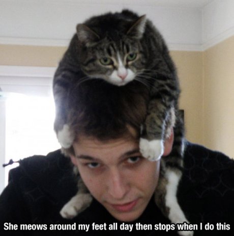 Headcrab cat