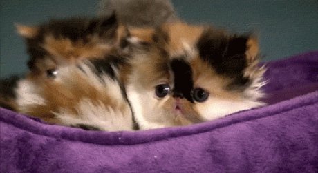 Малки сладки котета