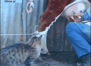 Котка пие мляко