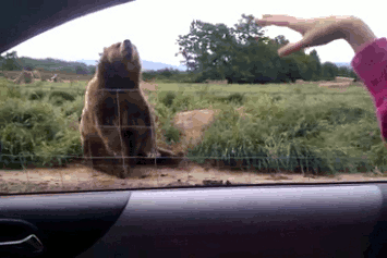 Поздрав между мъж и мечка