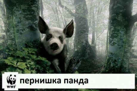 Пернишка панда
