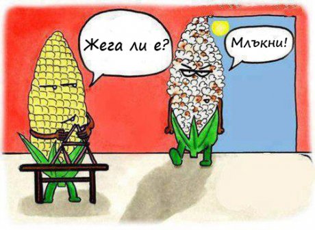 Жега