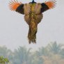 Рядка снимка на летящ паун