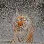 Тигър след баня