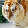 Рядък вид Златен тигър