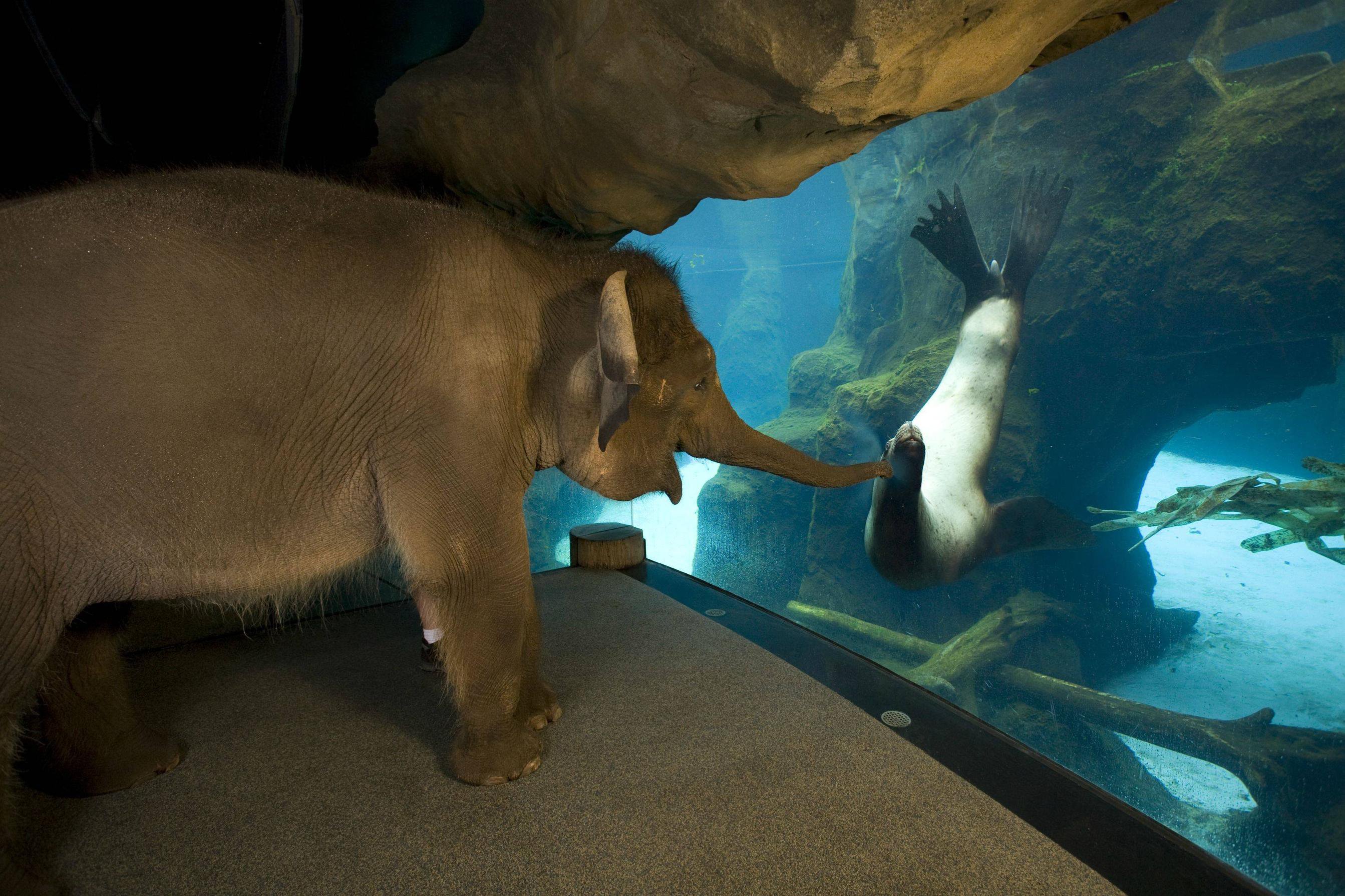 Слон среща Морски лъв