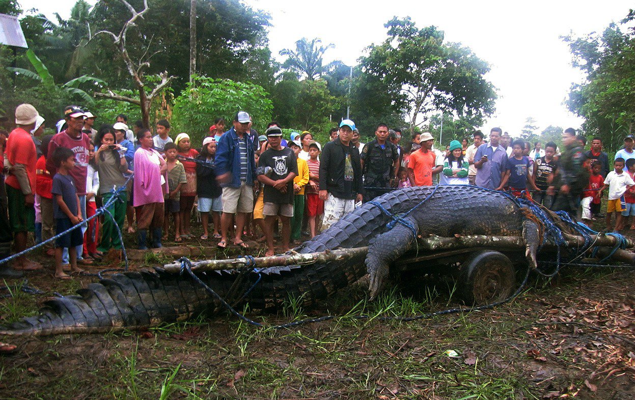 7 метров крокодил във Филипините
