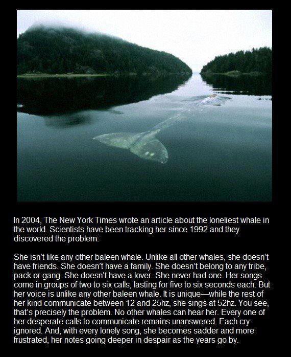 Най-самотния кит