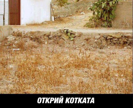 Къде е котката