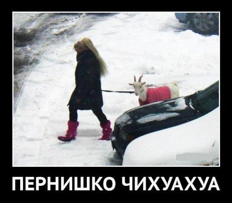 Друго си е в Перник