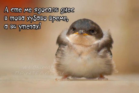 Не го ядосвай