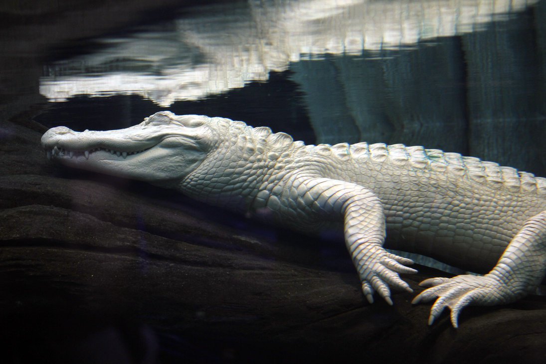 Крокодил албинос