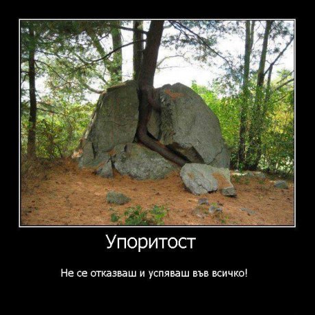 Упоритост