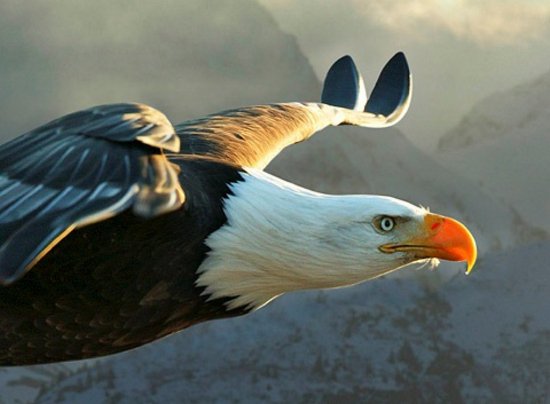 Страхоптна снимка на орел