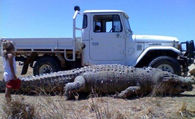 Соленоводен Австралийски Крокодил!