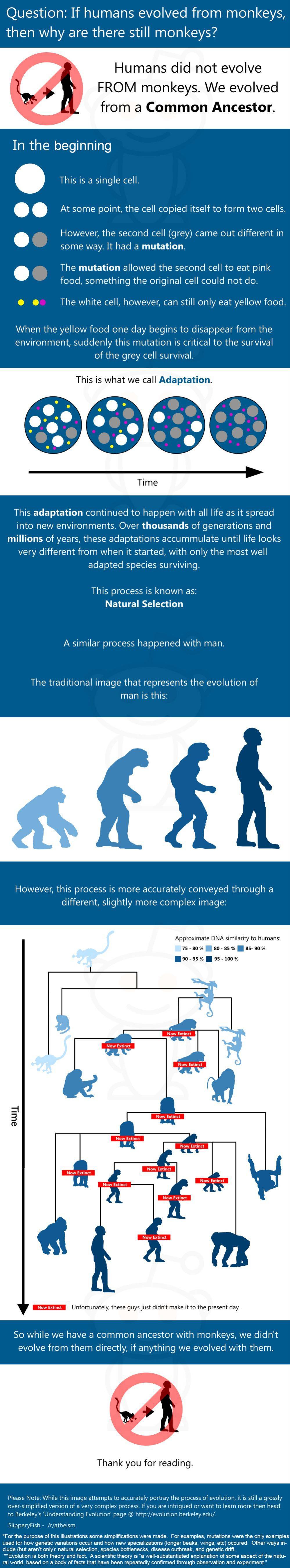 Еволюцията на човека