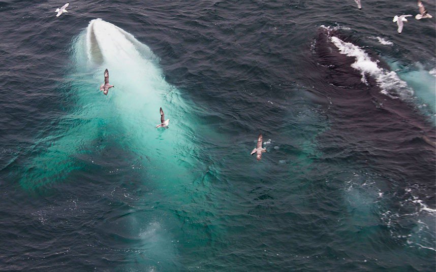 Уникална снимка на бял кит