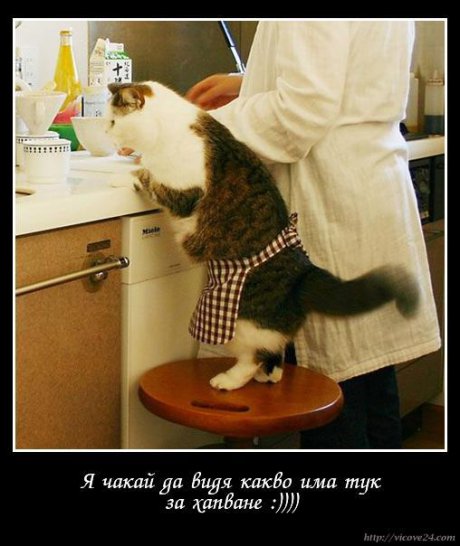 Гладна котка хоро не играе