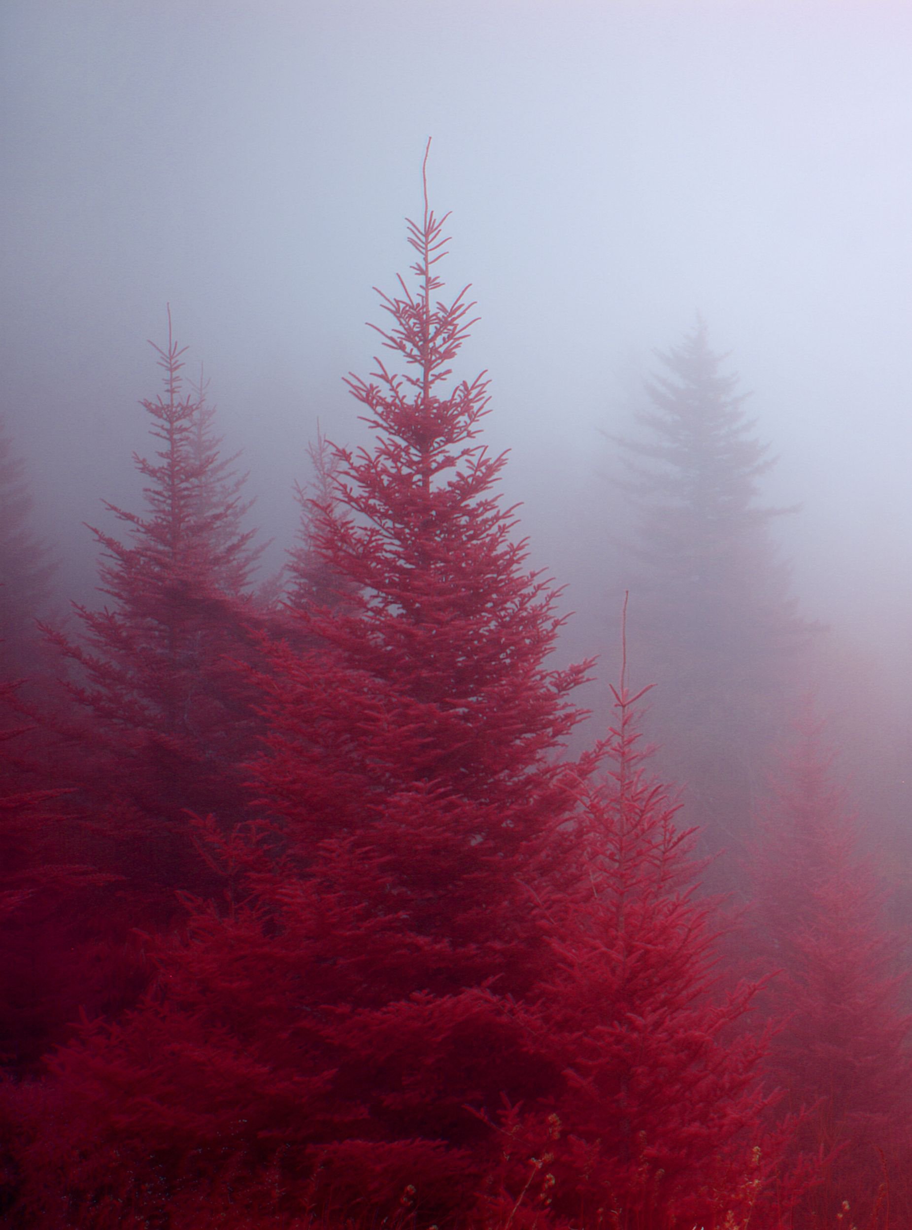 Червената гора