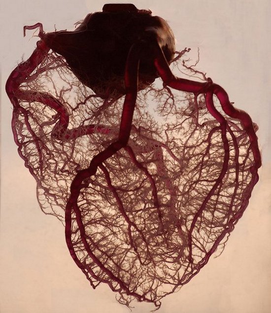 Човешкото сърце