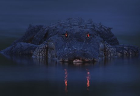 Алигатор
