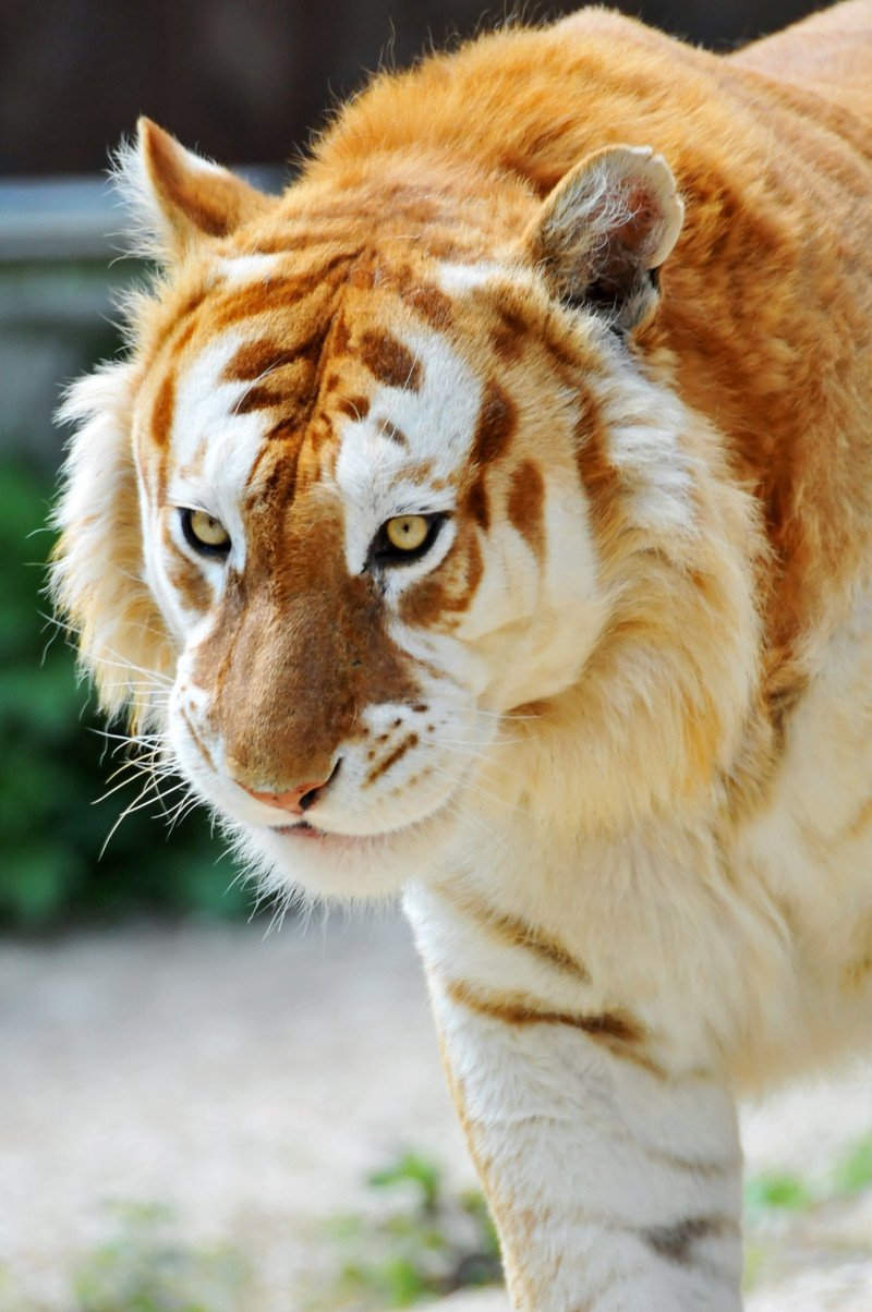 Рядък вид Златен тигър