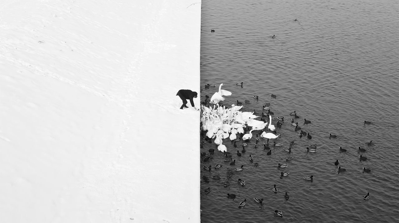 Уникална снимка! Човек храни лебеди и гъски!