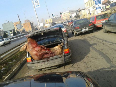 Прасето в багажника? Дреме му