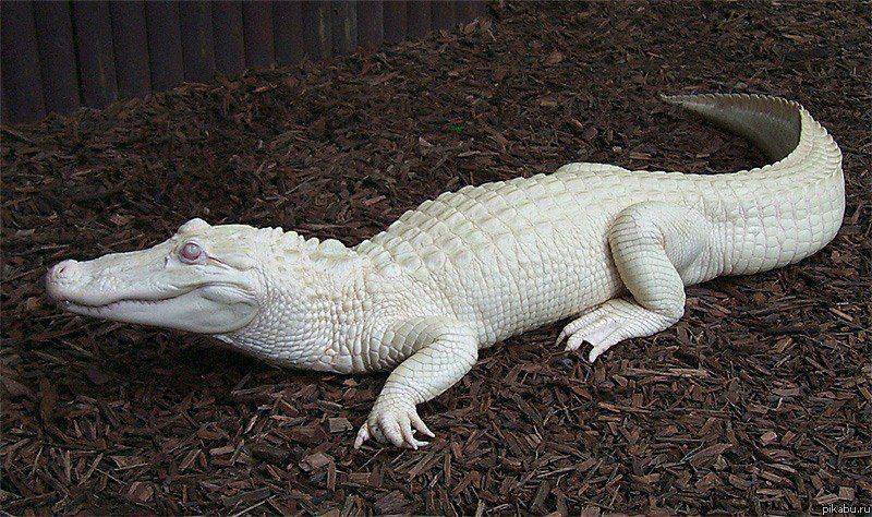 Крокодил албинос!