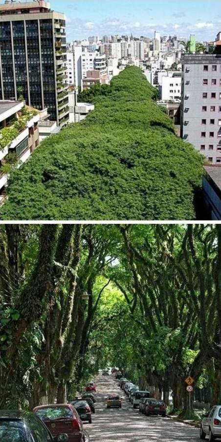 Зелената улица Порто Алегра, Бразилия