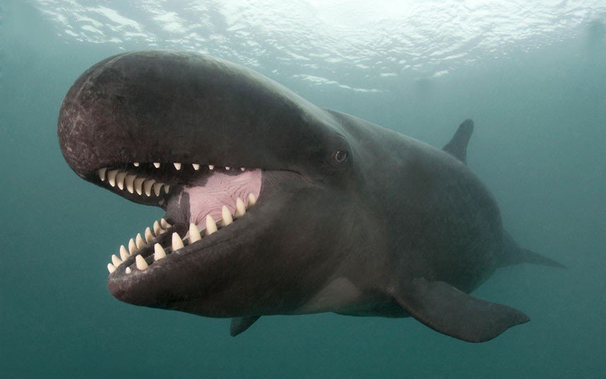 Фотогеничен кит