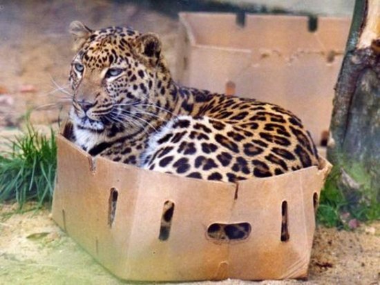 Котките обичат кутии, независимо от размера