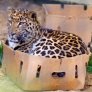 Котките обичат кутии, независимо от размера