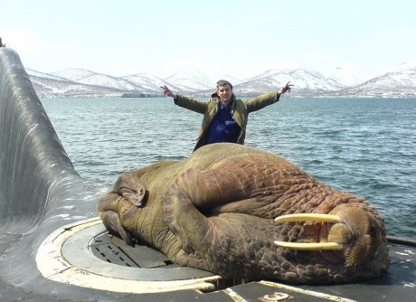 Морж дреме на подводница!