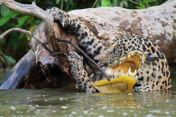 Ягуар срещу крокодил!