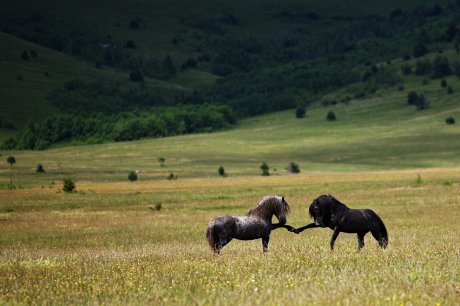 Чукни пет!