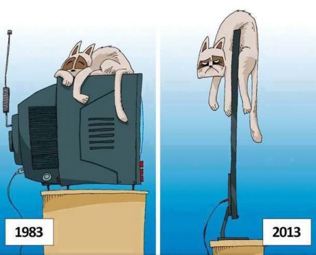 Горкото коте
