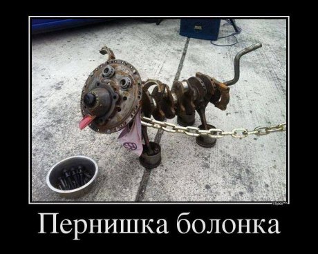 Пернишка болонка